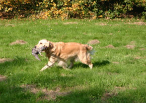 Artemis Jachttrainingen cursus jachthond dummy apport