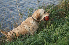 Artemis Jachttrainingen cursus jachthond dummy hebbes