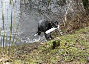 Artemis Jachttrainingen cursus jachthond met dummy