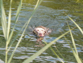 Artemis jachttrainingen honden cursus over artemis